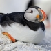 puffin_atlantic_msi_h_0588_can1616.jpg
